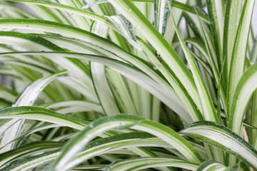 plante dépolluante, chlorophytum comosum, phalangère