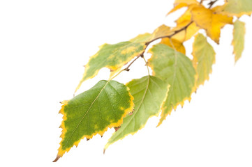 autumn birch leaves