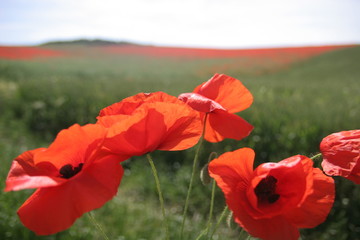 poppyes in a field