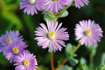 Flor lila, variedad de doca
