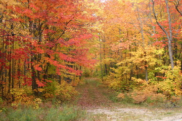 Autumn forest