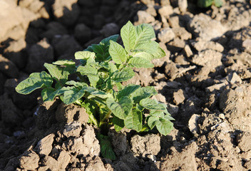 Planta de patatas en ambiente natural.