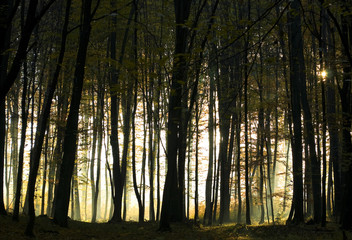 Fototapeta premium Jesienny las bukowy o poranku