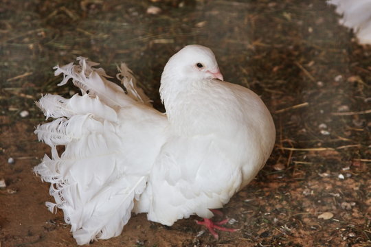 pigeon  white