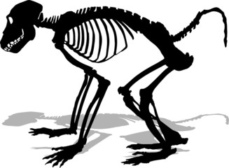 monkey skeleton vector © sindjelicmilos73