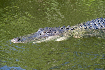 Everglades