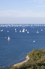 La Barcolana a Trieste