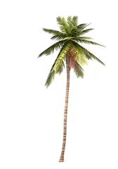 Deurstickers 3D kokospalm geïsoleerd 01 © styleuneed