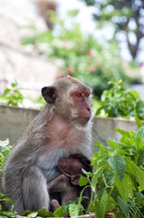 Hua Hin Monkey and baby