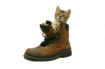 Sweet Little Cat in a Big Shoe