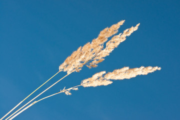 Ripe Wood Small-reed grass ears under a blue sky