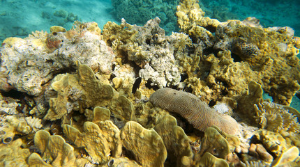 Coral reef in Egypt