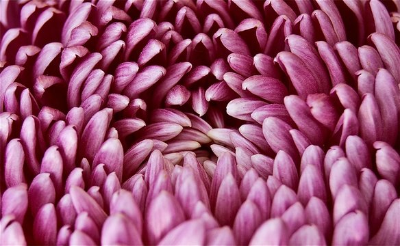 Fototapeta Chrysanthème rose