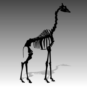 Giraffe Skeleton Vector