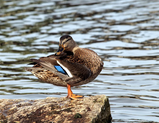 Stockente