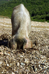 Female pig looking for food