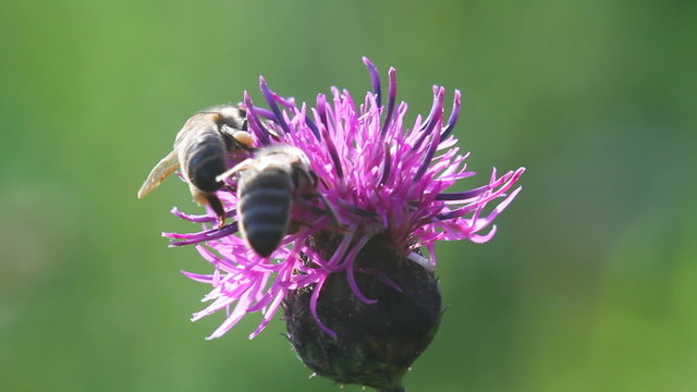 bee on a flower macro