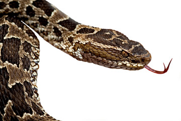 Obraz premium poisonous snake botrops
