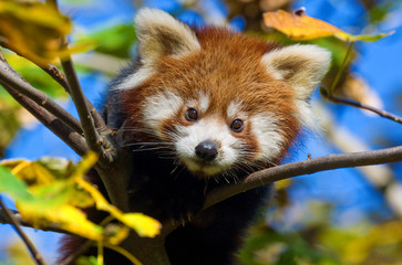 Fototapeta premium mała panda czerwona