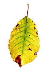 salix