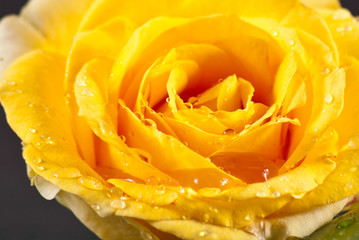 Rain Drops Kissing Yellow Rose