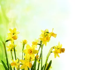 Crédence de cuisine en verre imprimé Narcisse fleurs de jonquille