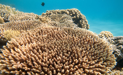 coral reef