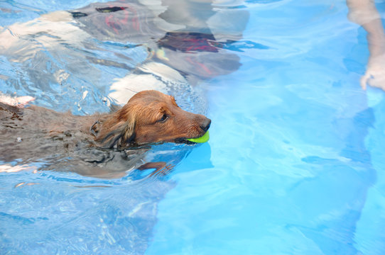 Red Long-Haired Dachshund Swimming