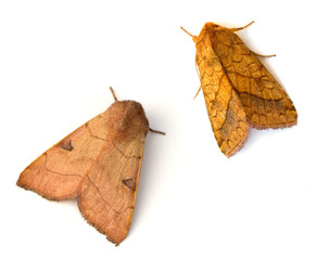Two Moths © Melinda Fawver