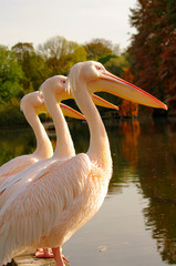 Rosy Pelicans at the Luise Park in Mannheim, Germany