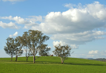 Fototapeta na wymiar Australian Landscape