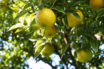 たわわに実った柚子
