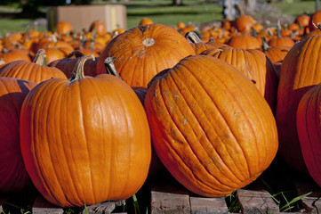 Pumpkins