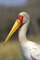 The Yellow-billed Stork.