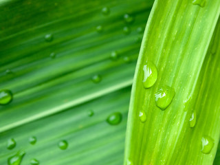 Naklejka premium Water drop on green leaves