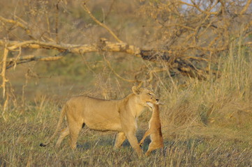 Lioness with prey.