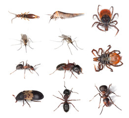 Pests and vermins on human and in humans homes.