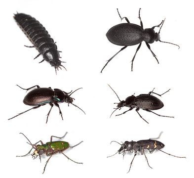 European ground beetles