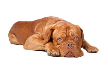 Obraz premium Dogue de Bordeaux (French mastiff)