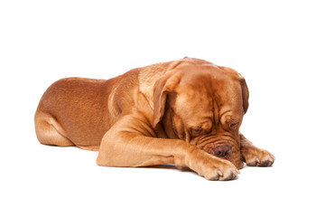 Obraz premium Dogue de Bordeaux (French mastiff)