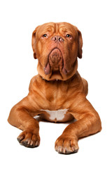 Dogue de Bordeaux (French mastiff)