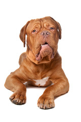 Dogue de Bordeaux (French mastiff)