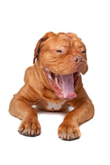 Dogue de Bordeaux (French mastiff)