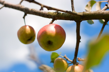 Red apple on branch