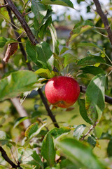 Red apple on branch