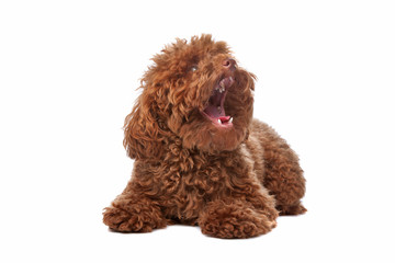 Brown toy poodle