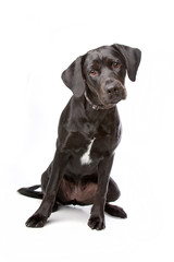 mixed breed lab cross