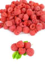 fresh raspberry