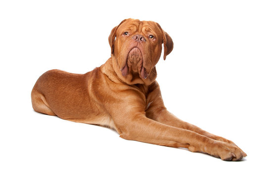 Dogue de Bordeaux (French mastiff)