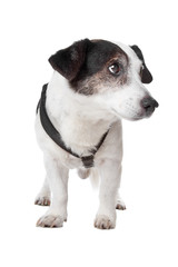 jack russel terrier
